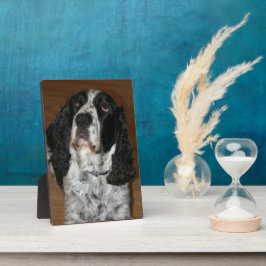 Engelse Spring Spaniel Pet Foto Fotoplaat