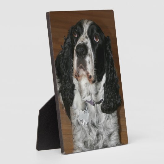 Engelse Spring Spaniel Pet Foto Fotoplaat (Zijkant)