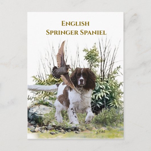 Engelse Springer Spaniel Briefkaart (Voorkant)