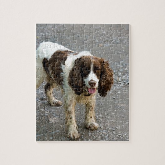 engelse springer spaniel full.png legpuzzel (Verticaal)