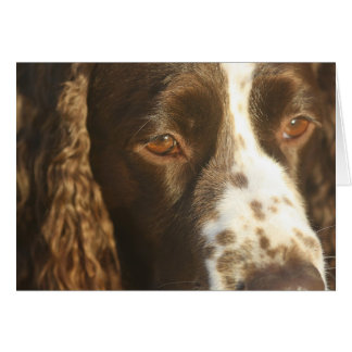 Engelse Springer Spaniel hond aangepaste binnenkan