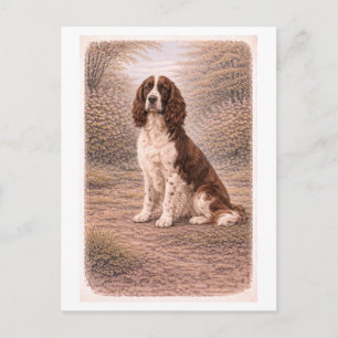 Engelse Springer Spaniel in vintage stijl Briefkaart