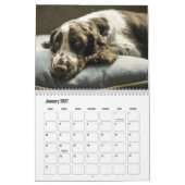 Engelse Springer Spaniel Kalender (Jan 2027)