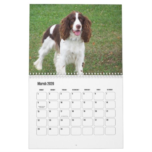 Engelse Springer Spaniel Kalender (Mar 2026)