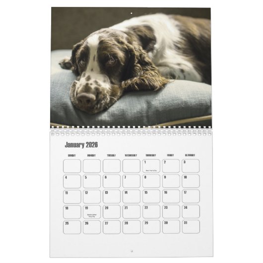 Engelse Springer Spaniel Kalender (Jan 2026)