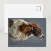 Engelse Springer Spaniel Lever & Wit Opzoeken Briefkaart (Voorkant / Achterkant)