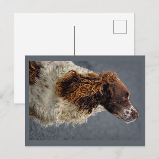 Engelse Springer Spaniel Lever & Wit Opzoeken Briefkaart (Voorkant / Achterkant)