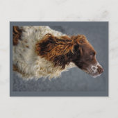 Engelse Springer Spaniel Lever & Wit Opzoeken Briefkaart (Voorkant)