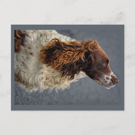 Engelse Springer Spaniel Lever & Wit Opzoeken Briefkaart (Voorkant)