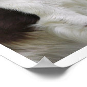 Engelse Springer Spaniel Licking Lips Poster (Hoek)