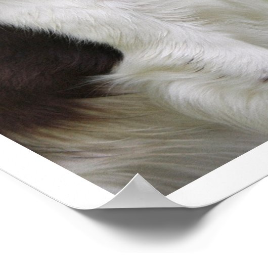 Engelse Springer Spaniel Licking Lips Poster (Hoek)