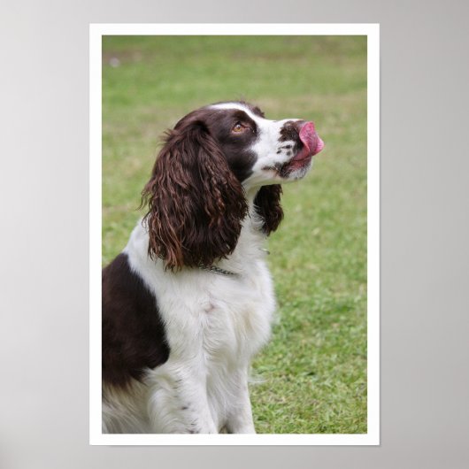 Engelse Springer Spaniel Licking Lips Poster (Voorkant)