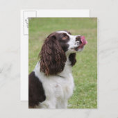 Engelse Springer Spaniel Licking Nose Briefkaart (Voorkant / Achterkant)