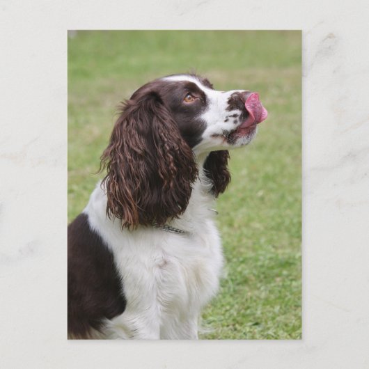 Engelse Springer Spaniel Licking Nose Briefkaart (Voorkant)