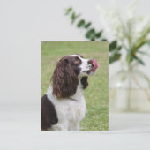Engelse Springer Spaniel Licking Nose Briefkaart (Staand voorkant)
