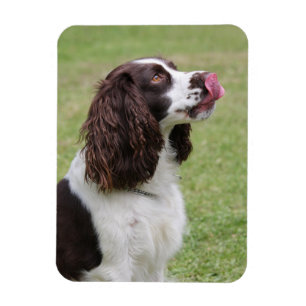 Engelse Springer Spaniel Licking Nose Magneet