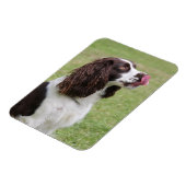 Engelse Springer Spaniel Licking Nose Magneet (Linkerzijde)