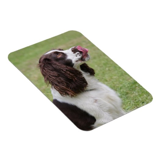 Engelse Springer Spaniel Likt Neus Magneet (Rechterzijde)