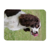 Engelse Springer Spaniel Likt Neus Magneet (Horizontaal)