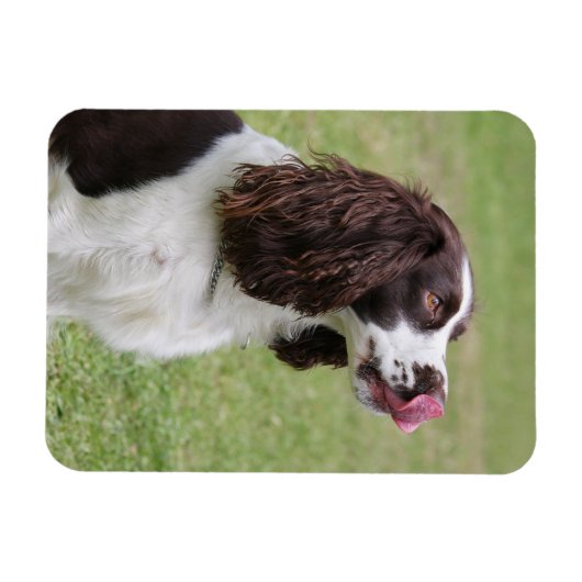 Engelse Springer Spaniel Likt Neus Magneet (Horizontaal)