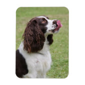 Engelse Springer Spaniel Likt Neus Magneet (Verticaal)