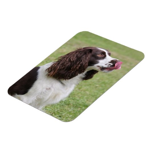 Engelse Springer Spaniel Likt Neus Magneet (Linkerzijde)