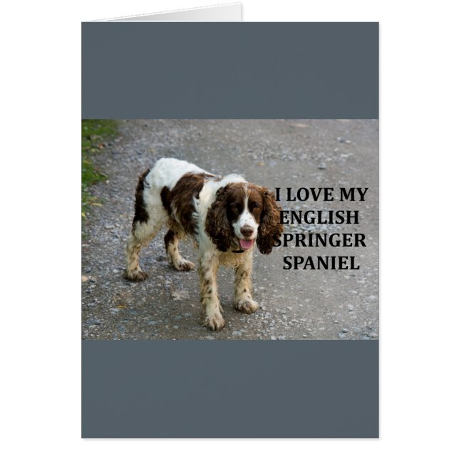 Engelse Springer Spaniel Lw Love W Picc (Voorkant)