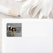 Engelse Springer Spaniel Lw Love W Picc Etiket (Insitu)