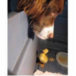 engelse springer spaniel met eend fotobeeldje sleutelhanger<br><div class="desc">e</div>