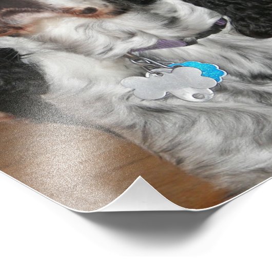 Engelse Springer Spaniel Pet Dog Foto Afdruk (Hoek)