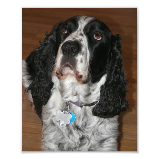 Engelse Springer Spaniel Pet Dog Foto Afdruk (Voorkant)