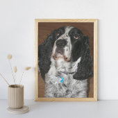 Engelse Springer Spaniel Pet Dog Foto Afdruk