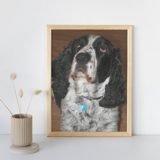 Engelse Springer Spaniel Pet Dog Foto Afdruk