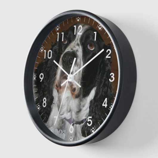 Engelse Springer Spaniel Pet Foto (Hoek)