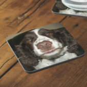 Engelse Springer Spaniel Pet Foto Bier Onderzetter