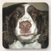 Engelse Springer Spaniel Pet Foto Bier Onderzetter (Voorkant)