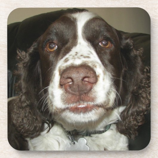 Engelse Springer Spaniel Pet Foto Bier Onderzetter (Voorkant)