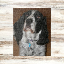 Engelse Springer Spaniel Pet Foto