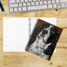 Engelse Springer Spaniel Pet Foto