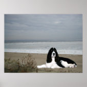 Engelse Springer Spaniel Print (Voorkant)
