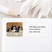 Engelse Springer Spaniel-Puppies Etiket (Insitu)