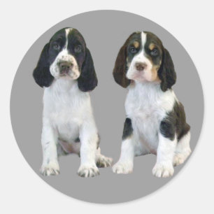 Engelse Springer Spaniel Puppies Sticker