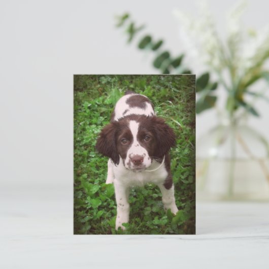 Engelse Springer Spaniel Puppy Card Briefkaart (Staand voorkant)