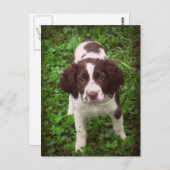 Engelse Springer Spaniel Puppy Card Briefkaart (Voorkant / Achterkant)