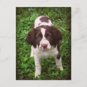 Engelse Springer Spaniel Puppy Card Briefkaart