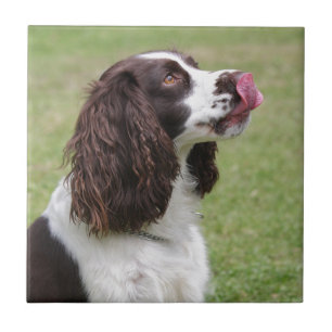 Engelse Springer Spaniel-sessie Tegeltje