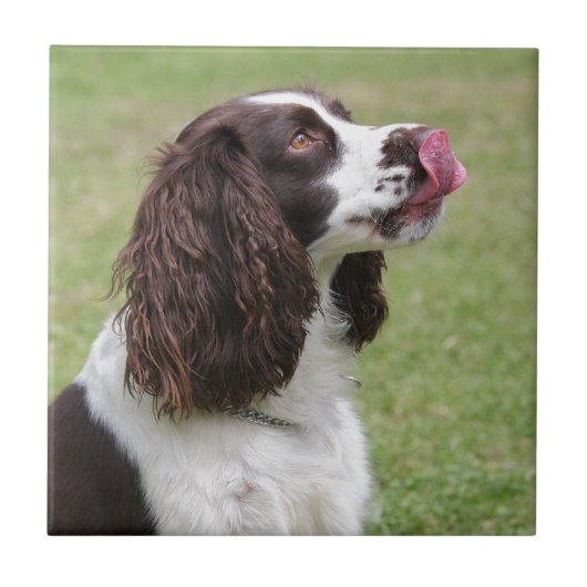 Engelse Springer Spaniel-sessie Tegeltje (Voorkant)