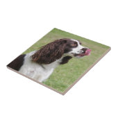 Engelse Springer Spaniel-sessie Tegeltje (Zijkant)