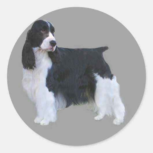 Engelse Springer Spaniel Sticker (Voorkant)