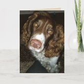 Engelse springer spaniel verjaardagskaart kaart (Voorkant)
